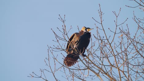 Couple-Of-Great-Cormorants-Perched-On-Branch-Of-Tree-Against-Blue-Skies