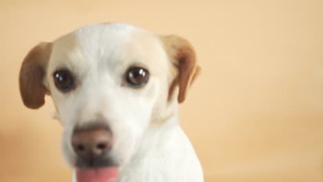 Gentle-wide-eyed-mutt-white-Dog,-cutely-looking-around-in-studio---Portrait-close-up