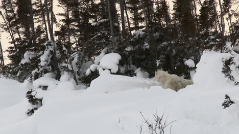 Polar-Bear-female-between-trees,-with-her-three-months-old-cubs-playing,-on-Tundra