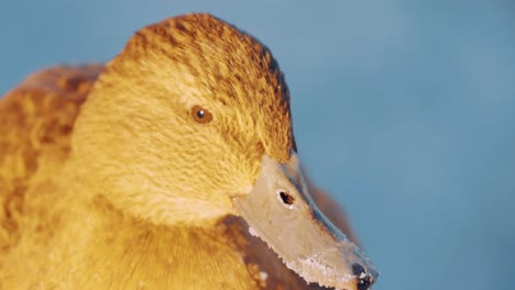 Close-up-portrait-of-Female-Mallard-Duck-in-beautiful-golden-light