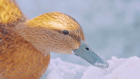 closeview-of-a-golden-duck-feeding-on-the-ice-in-the-ground,-partially-lit-by-sunlight