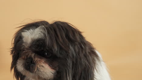 Glücklicher-Shih-Tzu-Hund,-Der-Herumalbert-Und-Seine-Schnauze-Leckt---Nahaufnahme,-Porträtaufnahme