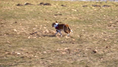 Un-Perro-Mascota-Juguetón-Corriendo-Para-Atrapar-La-Pelota-En-El-Campo-En-Un-Día-Soleado