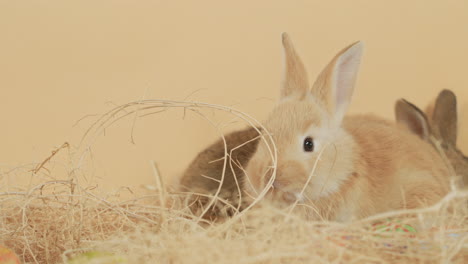 Little-fluffy-misfit-rabbit-snuggled-in-the-nest-wiggling-its-snout---Eye-level-medium-close-up-shot