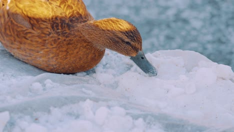 Orange-Gefiederte-Ente,-Die-Schnee-Frisst