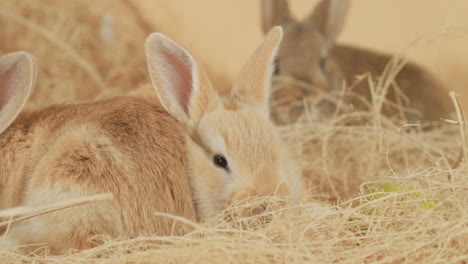 Group-of-newborn-litter-of-Rabbits-snuggling-together-in-the-hay-nest---Eye-level-medium-close-up