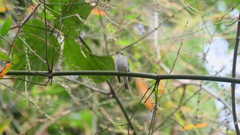 Asian-Brown-Flycatcher,-Muscicapa-dauurica,-Kaeng-Krachan-National-Park,-Thailand
