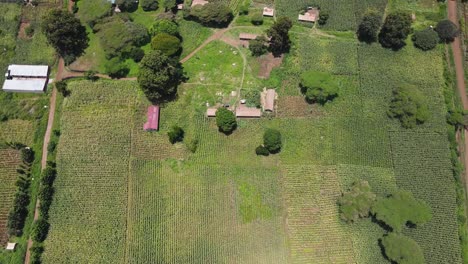 Farmland-with-the-Maize-in-the-small-village-of-Loitokitok-Kenya