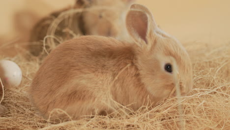 Wide-eyed-furry-baby-Bunny-nibbling-on-a-straw-among-the-litter---Close-up-shot