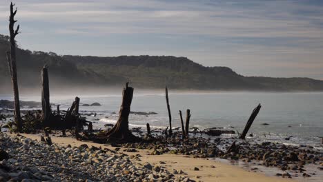 Pan-across-misty,-rocky-ocean-beach-with-standing-dead-wood-trees