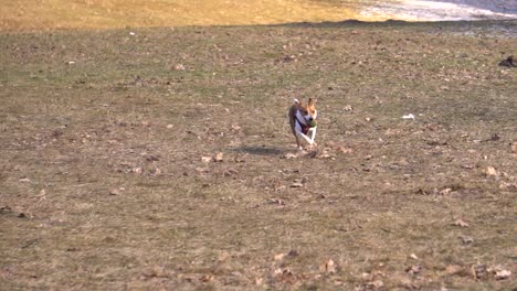 On-a-beautiful-sunny-day-a-cute,-happy,-playful-dog-running-with-a-ball-in-his-mouth