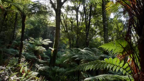 Sun-peeks-through-trees-in-dense-green-rainforest-with-giant-ferns