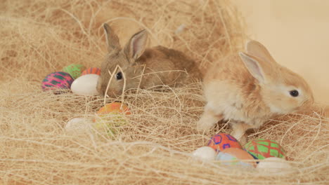 Two-young-cutely-little-easter-rabbits-nosing-around-easter-color-eggs---High-angle-medium-close-up-shot
