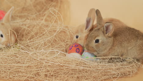 Group-litter-of-fluffy-Bunnies-munching-on-pile-of-straw-in-Easter-nest---Medium-close-up-shot