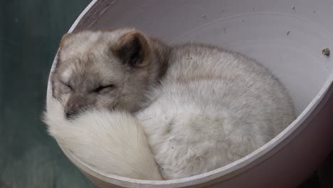 Beautiful-white-Arctic-Fox-sleeping