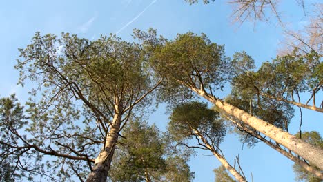 View-from-below-to-trees-and-a-bird-flies-past