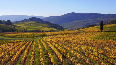 Aerial-shot-of-a-vineyard-and-mountains-under-a-sunny-sky,-wide-forward-shot