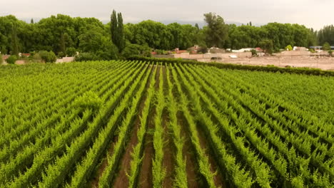 Aerial---vineyard-in-Mendoza,-Cuyo,-Argentina,-wide-rising-shot-forward