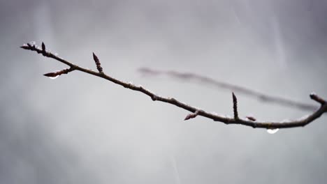 Snow-falling-on-tree-branch-buds-in-late-winter,-shallow-depth-of-field-closeup