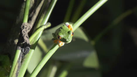 red-eyed-tree-frog-perched-on-plant-stem-in-the-wild