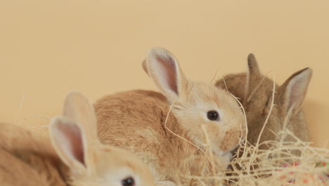 Group-of-baby-bunny-brothers-suddenly-becoming-alert-amidst-haystack---eye-level-medium-close-up-shot