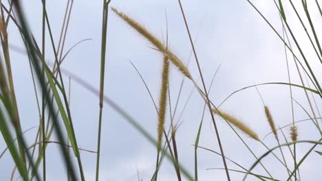 green-grass-in-the-wind,-low-angle