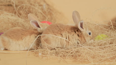 Beige-cute-little-easter-bunnies-fluffing-around-hay---Close-up-shot
