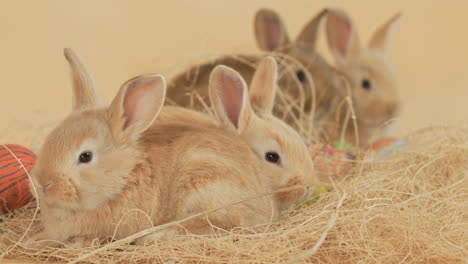 Four-sweet-Baby-easter-bunny-Rabbits-lying-in-a-row-on-a-pile-of-hay---Close-up-eye-level-shot