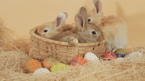 Easter-bunnies-peeping-from-inside-wicker-basket-surrounded-by-eggs---Eye-level-medium-shot