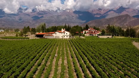 Aerial---vineyard-in-Mendoza,-Argentina,-wide-rising-shot-backward-with-parallax