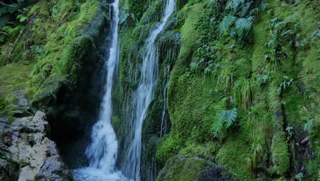 Waterfall-rock-is-entirely-covered-in-thick,-wet,-green-dripping-moss