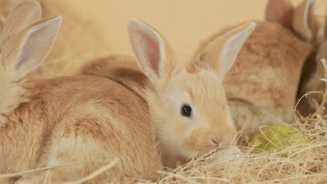 Baby-Bunny-crammed-between-siblings-munching-on-a-piece-of-hay---close-up-Eye-level-shot