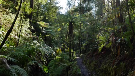 Tilt-down-through-sun-dappled-rainforest-on-Abel-Tasman-trail,-NZ