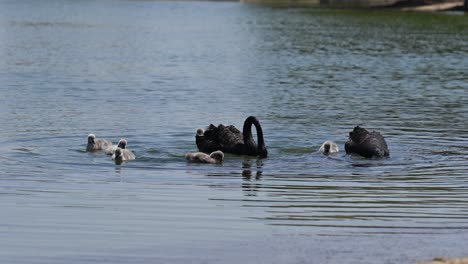 Black-swan-with-chicks-floats-on-the-water,-Al-Qudra-Lake-in-Dubai,-United-Arab-Emirates
