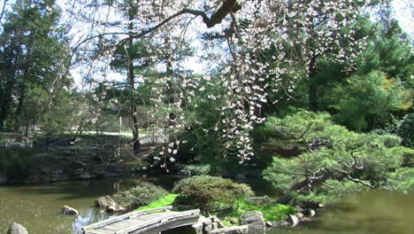 Jib-shot-of-Japanese-garden-with-pond,-footbridge-and-weeping-cherry-tree-