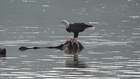 A-bald-eagle-eating-a-fish-on-a-rock-in-the-middle-of-a-lake