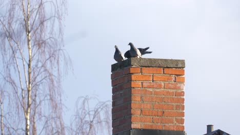 Pigeons-resting-on-red-tile-Swedish-Chimney-in-a-windy-day---Long-Close-up-shot