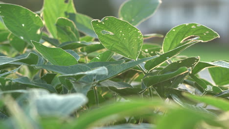 A-field-of-soybean-plants-in-the-light-of-the-evening-sun