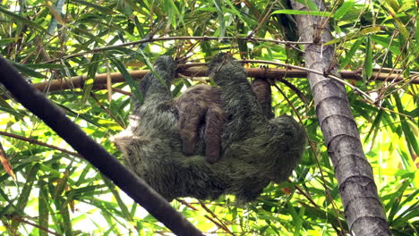 Three-toed-sloth-with-baby-hanging-from-tree-in-Costa-Rica-rain-forest