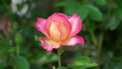 A-beautiful-peach-colored-rose-against-a-green-background-of-leaves