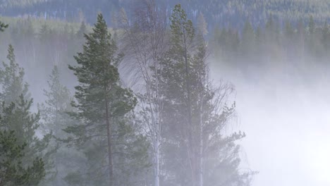 Alpine-Trees-swaying-in-the-icy-Nordic-wind-in-Lapland,-Sweden---Long-medium-slow-motion-shot