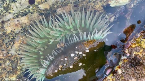 Unterwasser-Seeanemone