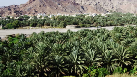 Palm-tree-plantation-in-front-of-arid-hills-in-Fanja,-Oman,-wide-shot-pan-left