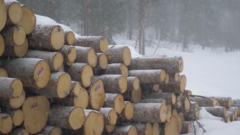 Round-timber-logs-stack-scourged-by-a-harsh-Swedish-winter-blizzard---Medium-static-shot