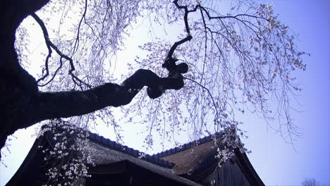 Large-branch-of-a-weeping-cherry-tree-,-laden-with-blossoms,-above-the-roof-of-a-Japanese-house