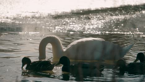 Adorable-swan-chicks-dip-their-beaks-and-heads-into-the-murky-pond-while-feeding-on-a-sunny-spring-evening