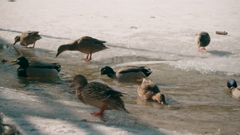 Ducks-swim-in-a-small-stream-on-a-frozen-lake
