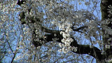 Zweige-Eines-Mit-Blüten-Bedeckten-Trauerkirschbaums
