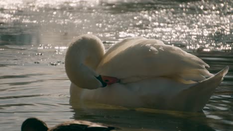 Closeup-portrait-of-touching-swan-cleaning-his-plumage