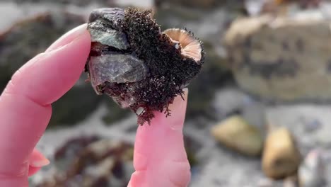 Close-up-of-a-hand-holding-a-curled-up-mossy-chiton-dislodged-from-a-rock-and-washed-up-on-the-beach
